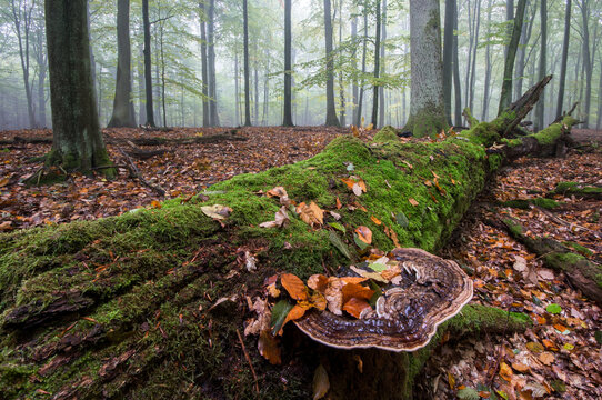 View of a moss-covered fallen tree trunk with bracket fungi and scattered autumn leaves in a misty forest in Debrzno, Pomeranian Voivodeshi, Poland.