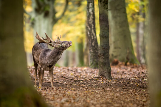 View of a fallow deer buck with antlers standing in an autumn forest with fallen leaves and trees in Debrzno, Pomeranian Voivodeship, Poland.