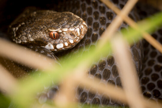 View of a European adder snake with distinctive patterned scales and reddish eyes resting in the grass in Debrzno, Pomeranian Voivodeship, Poland.