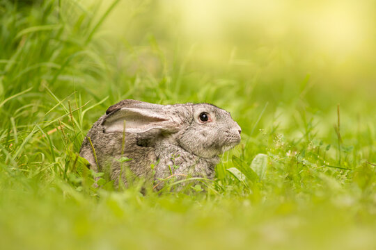 View of a grey rabbit sitting in lush green grass in Debrzno, Pomeranian Voivodeship, Poland.