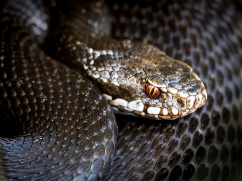 View of a coiled European adder with dark scales and a distinctive red eye in Debrzno, Pomeranian Voivodeship, Poland.