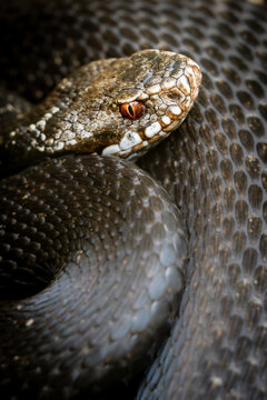 View of a European adder with detailed dark scales and a striking reddish-orange eye coiled in a natural habitat in Debrzno, Pomeranian Voivodeshi, Poland.