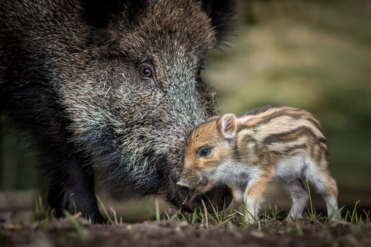 View of a mother wild boar nuzzling her small striped piglet in a forest setting in Debrzno, Pomeranian Voivodeship, Poland.