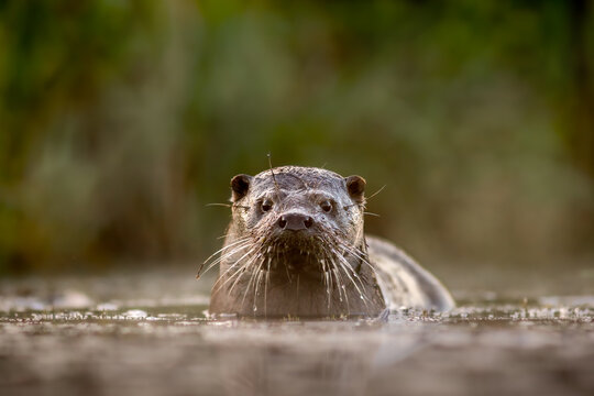 View of an otter swimming in the water with wet fur and prominent whiskers in a natural habitat in Debrzno, Pomeranian Voivodeship, Poland.