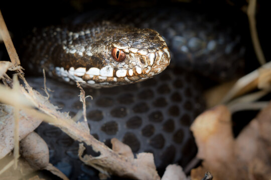 View of a European adder snake with distinctive dark markings and reddish eyes resting among dry leaves and twigs in Debrzno, Pomeranian Voivodeship, Poland.
