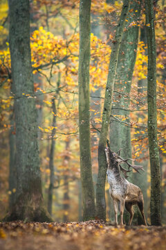 View of a fallow deer with large antlers rubbing its head against a tree trunk in an autumn forest with golden leaves in Debrzno, Pomeranian Voivodeship, Poland.