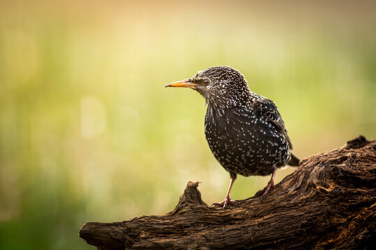 View of a common starling with speckled plumage perched on a weathered piece of wood against a soft green background in Debrzno, Pomeranian Voivodeship, Poland.