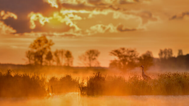 View of a crane standing in a misty marshland during a golden sunrise with silhouetted trees in the background in Debrzno, Pomeranian Voivodeship, Poland.