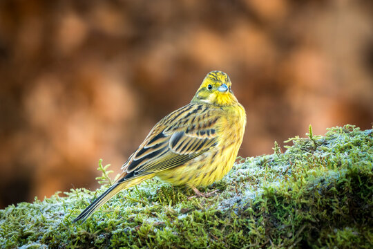 View of a yellowhammer bird perched on a mossy, frost-covered log in a forest setting in Debrzno, Pomeranian Voivodeshi, Poland.