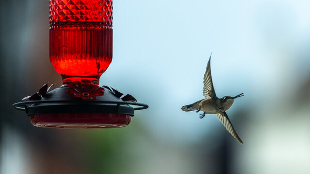 Hummingbird Hovering Beside Red Nectar Feeder