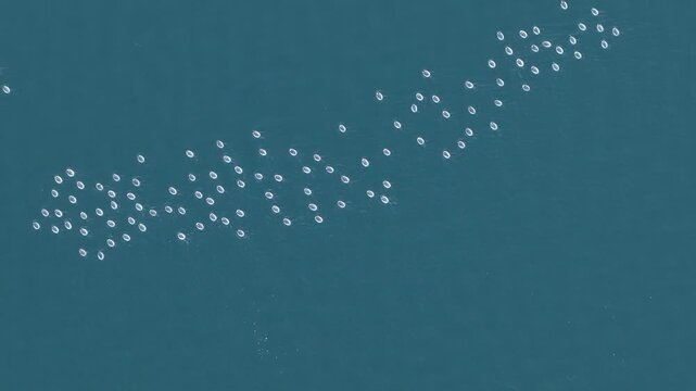 Aerial view of a large school of fish swimming in the deep blue ocean waters of Japan.