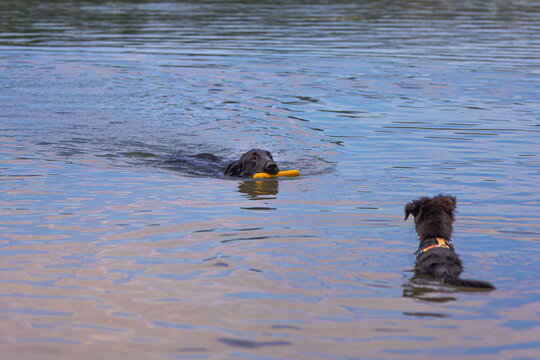 Two black dogs playing fetch with floating toy in lake. Adult dog and puppy retrieving yellow toy from lake water