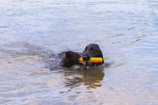 Two black dogs playing fetch with floating toy in lake. Adult dog and puppy retrieving yellow toy from lake water