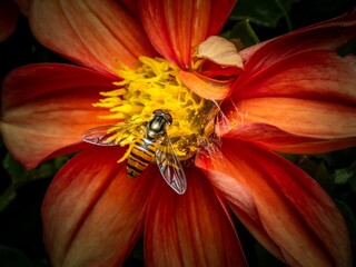 Pollination and biodiversity hoverfly on a vibrant orange dahlia flower nature and environmental conservation macro A hoverfly rests on a orange dahlia flower collecting nectar and pollen © MD Media