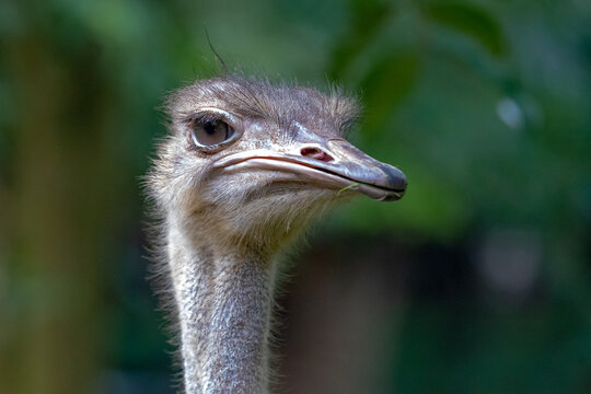 ostrich head close up