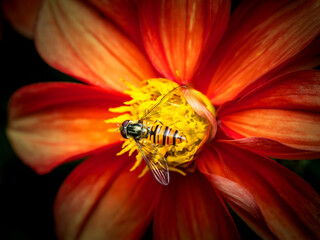 Pollination and biodiversity hoverfly on a vibrant orange dahlia flower nature and environmental conservation macro A hoverfly rests on a orange dahlia flower collecting nectar and pollen © MD Media