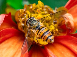 Pollination and biodiversity hoverfly on a vibrant orange dahlia flower nature and environmental conservation macro A hoverfly rests on a orange dahlia flower collecting nectar and pollen © MD Media