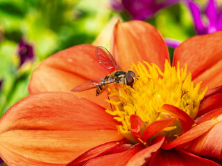 Pollination and biodiversity hoverfly on a vibrant orange dahlia flower nature and environmental conservation macro A hoverfly rests on a orange dahlia flower collecting nectar and pollen © MD Media
