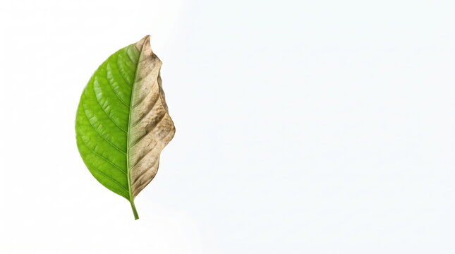 Burning ice block with green leaf on a textured background