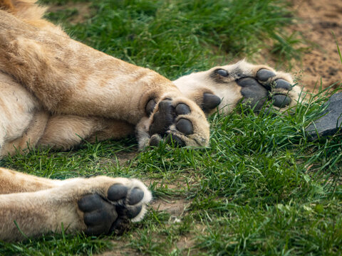 A sleeping lion lies on the grass. Its paws and the soles of its paws are visible&mdash;
the toes and the paw pads.