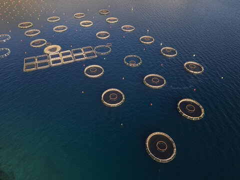 Aerial view of fish farming cages floating in the deep blue waters of the Bay of Kotor, Kotor, Montenegro.