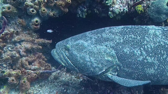 Marine Life: Goliath Grouper (Epinephelus itajara) Swimming on a Shipwreck in the Florida Keys in 4K