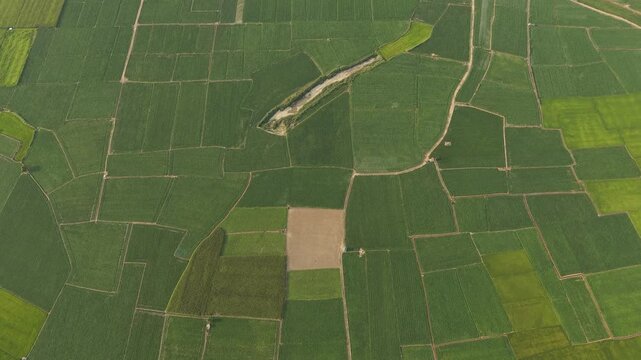 Aerial view of lush green rice fields and agricultural plots near Lak Lake with narrow dirt paths and varying shades of green crops in Lien Son Lak, Dak Lak, Vietnam.