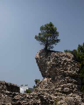 View of ancient stone ruins with a lone pine tree growing on top under a clear blue sky in Kos, Greece.