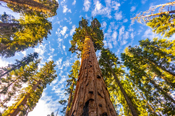 Fototapeta premium Giant sequoia rises above forest at Giant Loop Trail