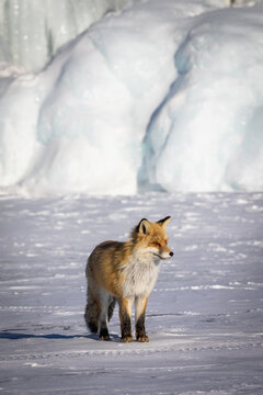 View of a red fox standing on the frozen surface of Lake Baikal with large ice formations in the background in Irkutsk, Irkutsk Oblast, Russia.