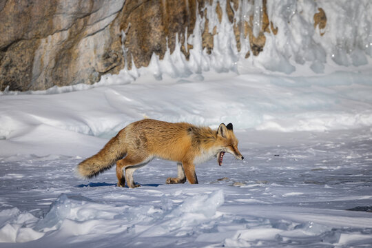View of a red fox yawning on the frozen surface of Lake Baikal with icy cliffs in the background in Irkutsk, Irkutsk Oblast, Russia.
