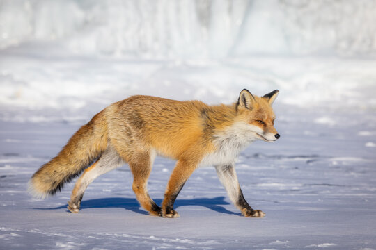 View of a red fox walking across the frozen, snow-covered expanse of Lake Baikal in Irkutsk, Irkutsk Oblast, Russia.