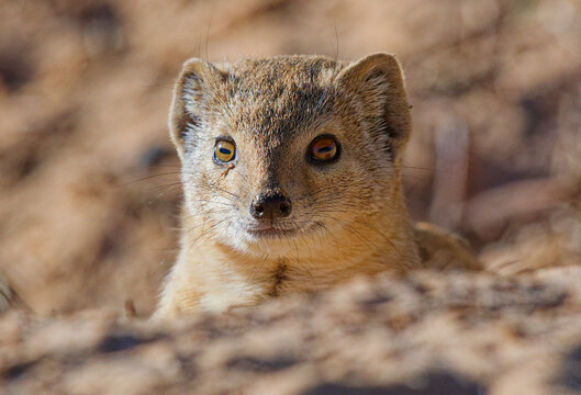 Yellow Mongoose in Kgalagadi Transfrontier Park peering from den