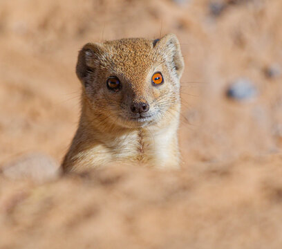 Yellow Mongoose in Kgalagadi Transfrontier Park peering from den
