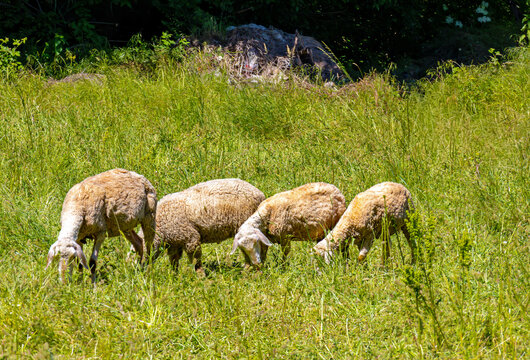 Flock of domesticated sheep in grass lawn landscape in countryside
