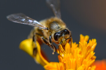 A bee hovers near a bright orange flower, diligently collecting nectar under the warm sun. The intricate details of its fuzzy body and delicate wings contrast beautifully with the vivid petals. © Михаил Шорохов