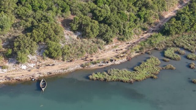 Aerial view of Vivari Channel with cows walking along a dirt path and a small boat moored at the bank in Vlore, Albania.