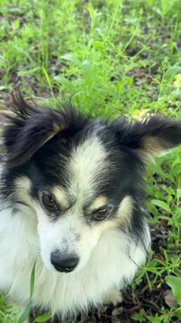 Cute silly dog goof, vertical video.