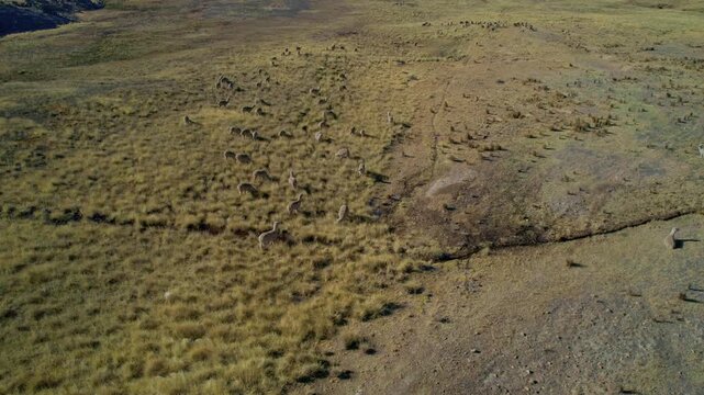 Aerial view of a herd of vicunas grazing in the high Andean grasslands of the Ancash, Peru.