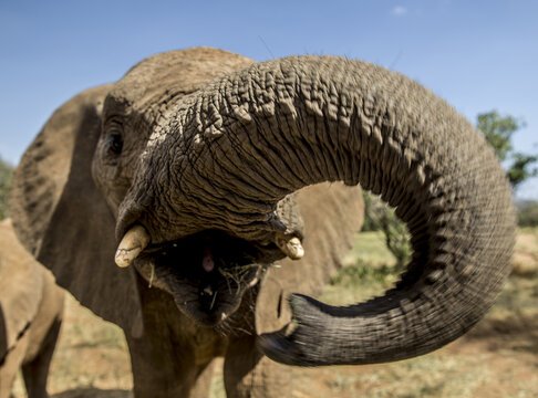 View of a close-up of an elephant at Reteti Elephant Sanctuary, Samburu County, Kenya.