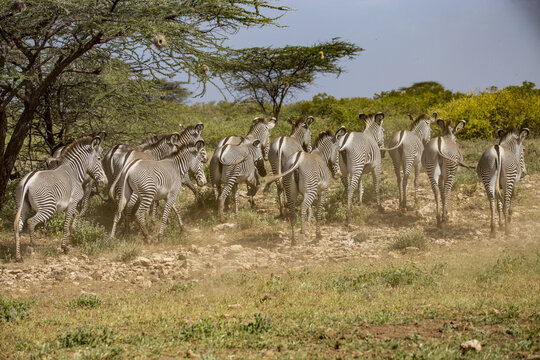 View of a herd of Grevy's zebras walking through the dry, rocky terrain of the Namunyak Wildlife Conservancy in Lpachie, Wilaya ya Samburu, Kenya.