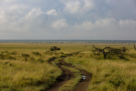 View of a dirt road winding through the grassy savanna landscape with scattered trees and shrubs under a cloudy sky in Laikipia County, Kenya.