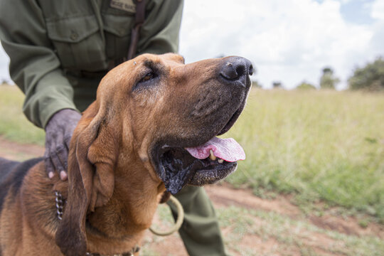 View of a bloodhound dog with a ranger in the savanna of Laikipia County, Kenya.