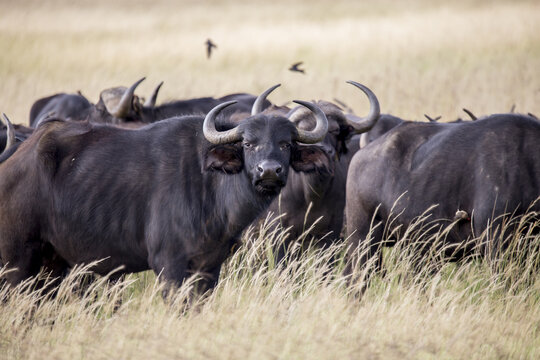 View of a herd of African buffaloes grazing in the tall grass of the savanna in Laikipia County, Kenya.
