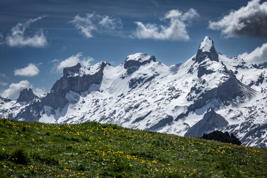 View of the snow-capped peaks of Stoos rising above a lush green alpine meadow filled with yellow wildflowers under a bright blue sky in Schwyz, Schwyz, Switzerland.