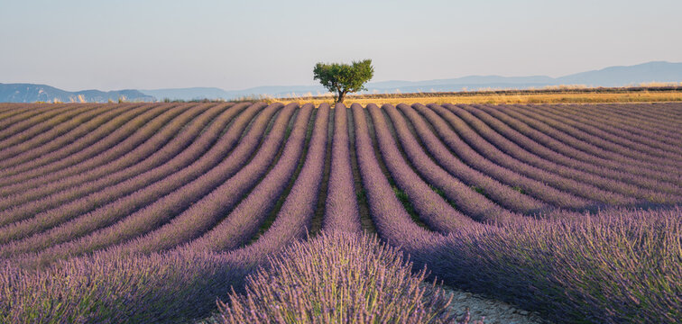 View of symmetrical rows of blooming lavender leading to a solitary tree at golden hour in Valensole, Provence-Alpes-Cote d'Azur, France.