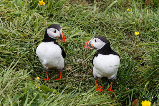 Two Atlantic Puffins Standing in a Green Grassy Meadow