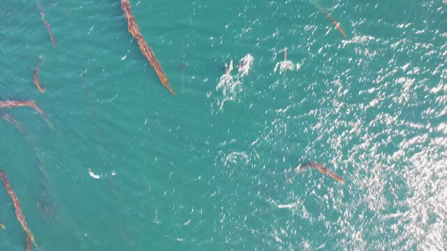 Aerial view of South American sea lions swimming in clear turquoise water with kelp in Puerto Williams, Magallanes and Chilean Antarctica, Chile.