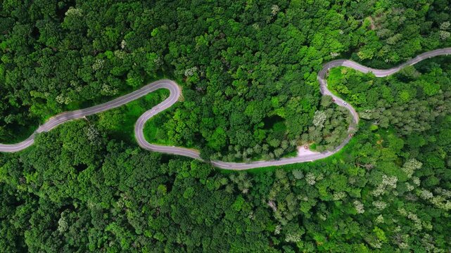 Aerial view of a winding road cutting through the dense green forest of Fruska Gora, Serbia.