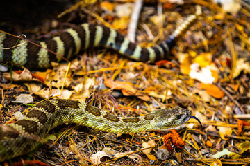 Fototapeta premium Northern Pacific Rattlesnake Flicking Tongue in Yosemite National Park